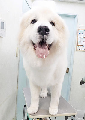 田代メイちゃん