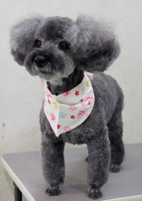 本渡プリンちゃん