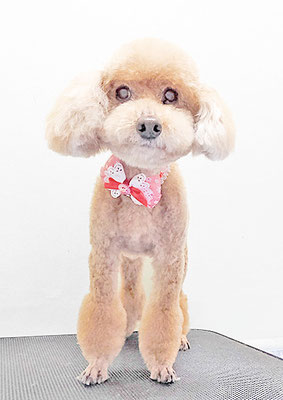 新山モモちゃん