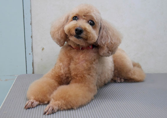 小野ハナちゃん