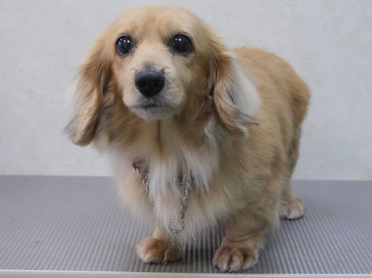 西山アニーちゃん