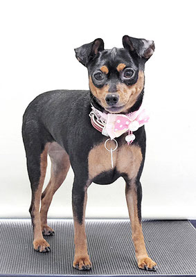 宮下フランちゃん