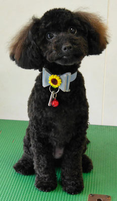 川畑きなこちゃん