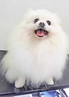 森崎ピュアちゃん