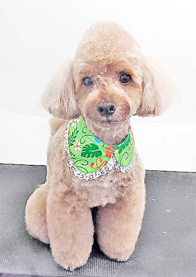 武田獅子丸ちゃん