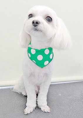 前原バニラちゃん