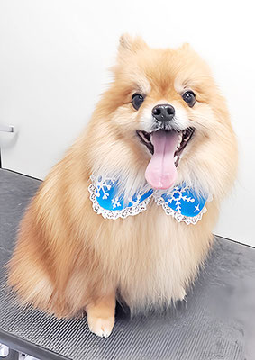 大井ポンタちゃん