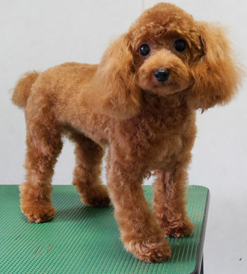 森崎ネネちゃん