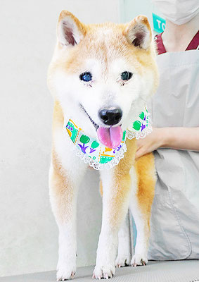 中森ラフちゃん