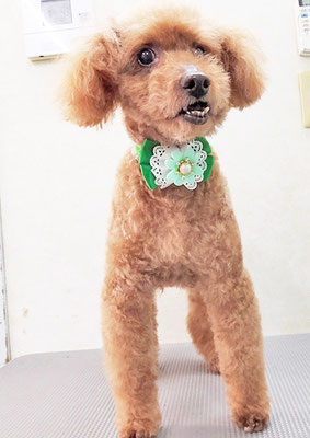 前田ソルファちゃん