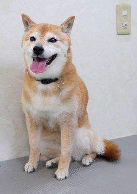 藤井リンちゃん