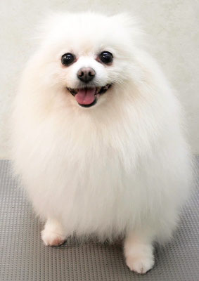 森崎ピュアちゃん