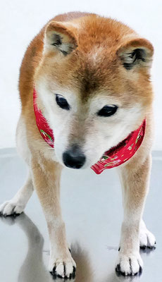 藤井リンちゃん