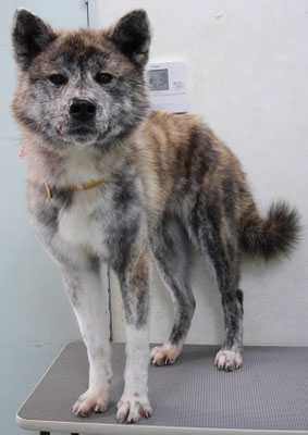 古賀はるちゃん