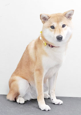 玖須ルビーちゃん