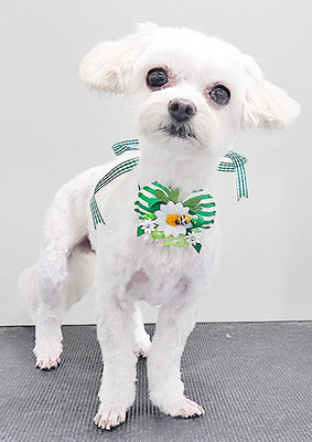 前原バニラちゃん