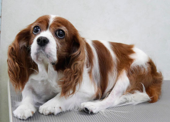 福留ジルちゃん