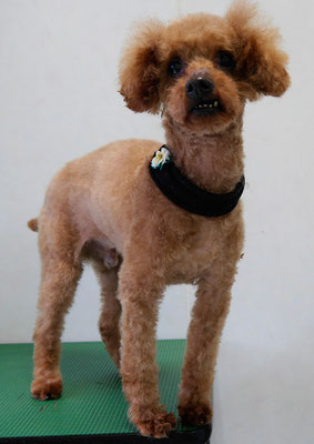 前田ソルファちゃん