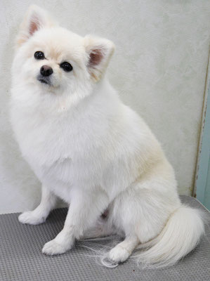 千葉チビちゃん