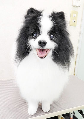 八木マリアンちゃん