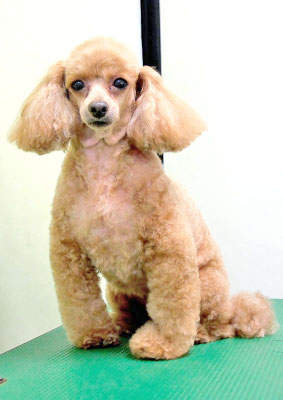 森崎ネネちゃん