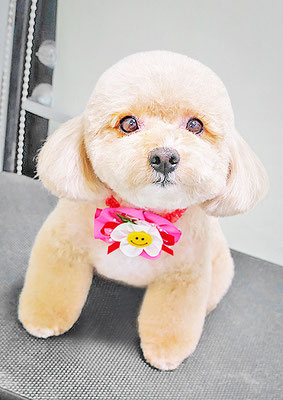 丸山小琴ちゃん