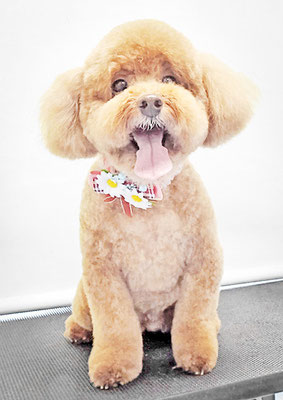 木村プリンちゃん