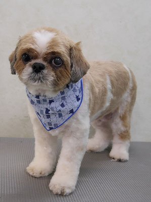 有留コロちゃん