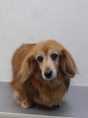 川吉モモちゃん