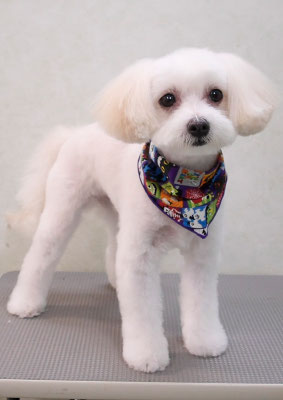 中山マルちゃん