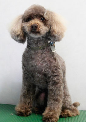 内薗ココアちゃん