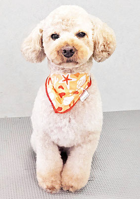 福島ベルちゃん