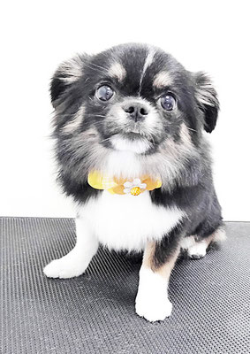 森友コロンちゃん