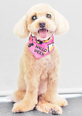 北チャ子ちゃん