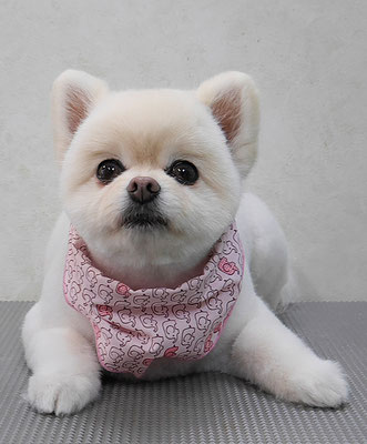 千葉チビちゃん