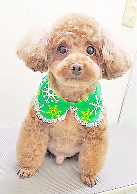 新屋敷コウちゃん