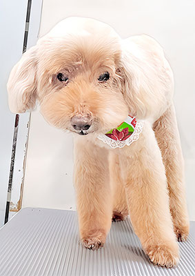 米澤ミントちゃん