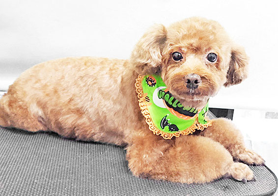 新屋敷コウちゃん