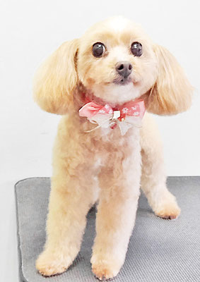 清正メイちゃん