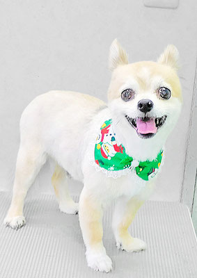 湯場崎リッキーちゃん