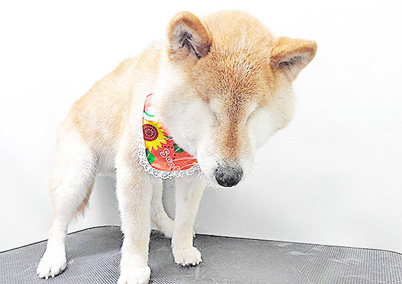 瀧川カルちゃん