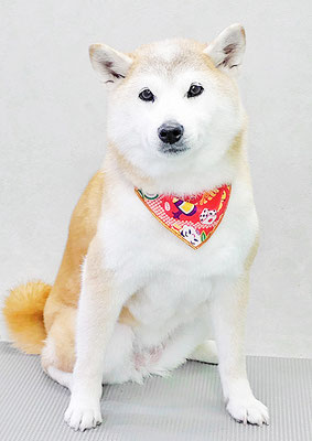 川﨑すももちゃん