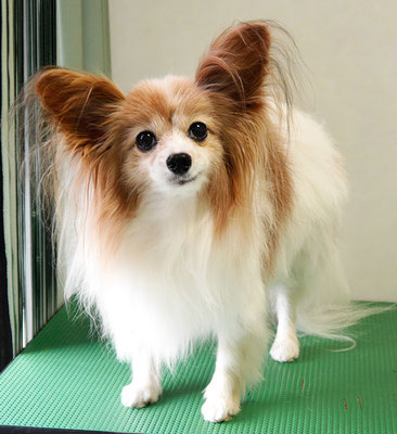 児島ヴィヴィアンちゃん