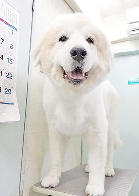 田代メイちゃん