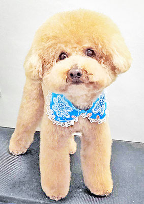 町田ジュニアちゃん