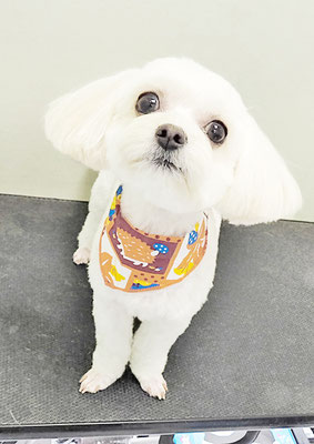 前原バニラちゃん