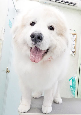 田代メイちゃん