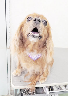 橋口ルビーちゃん