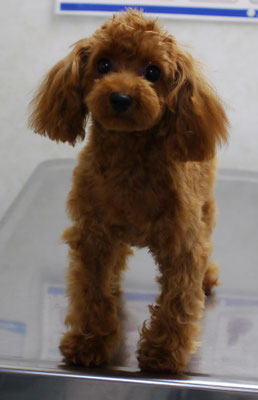 森崎ネネちゃん