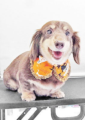 種子島レアちゃん